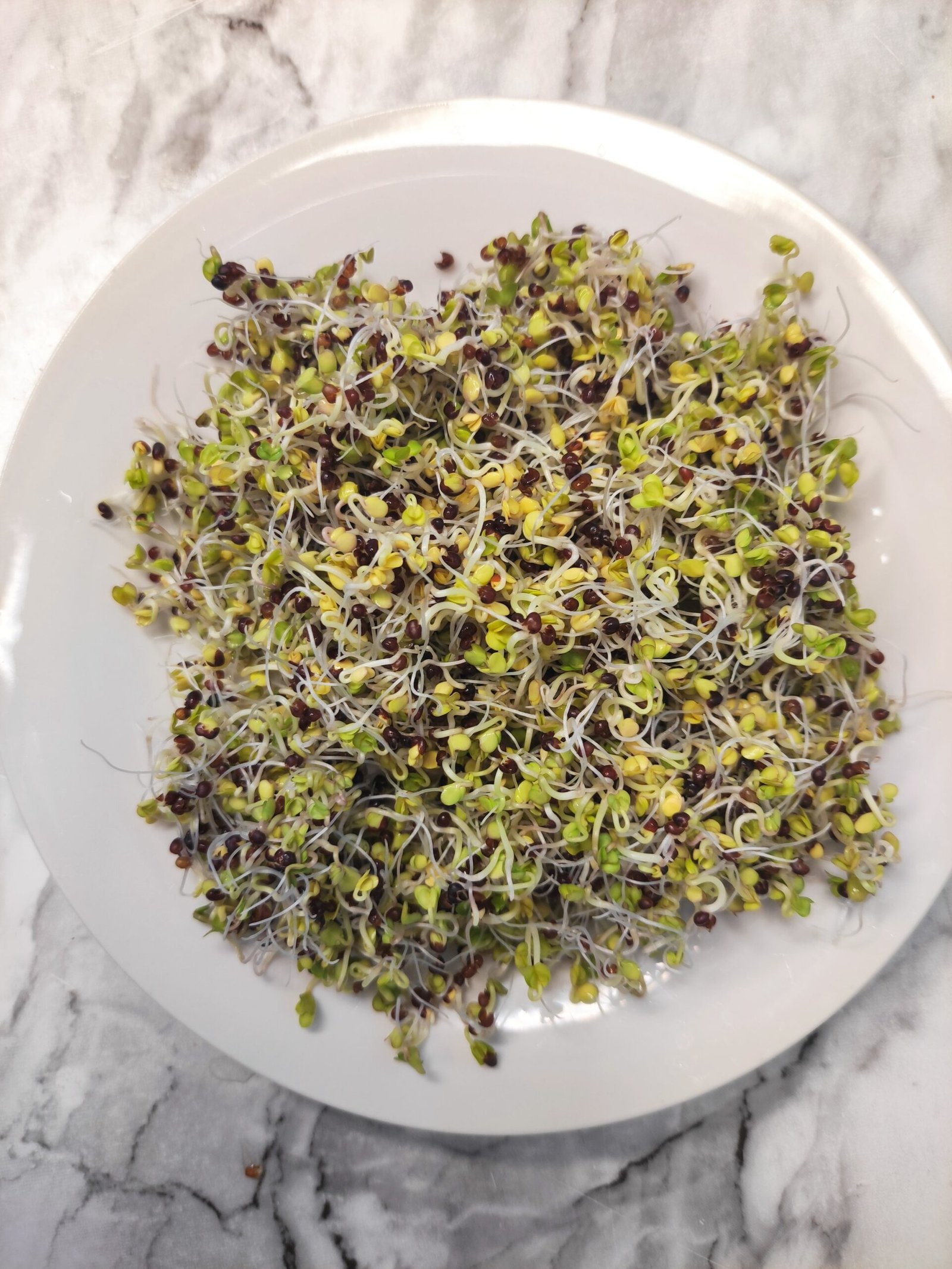 Sprouting Seeds- Organic Broccoli- 100g